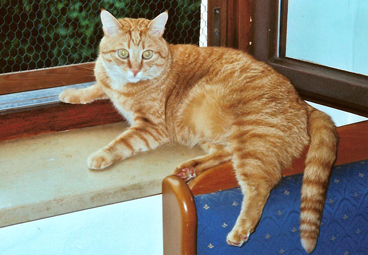 Tiger