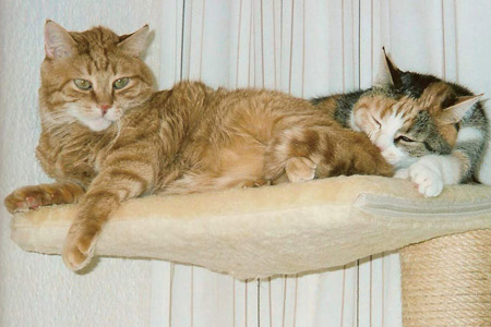 Tiger und Queeny